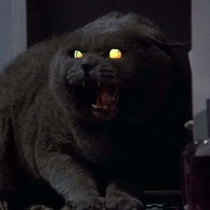 Gato Macabro